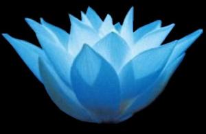 blue lotus black